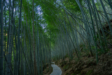 Inside view of a bamboo forest in emerald valley, in Anhui province, China.