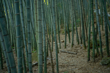 Inside view of a bamboo forest in emerald valley, in Anhui province, China.