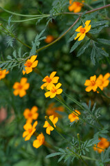 Pitangus Sulphuratus