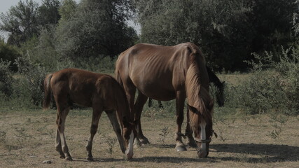 mare and foal