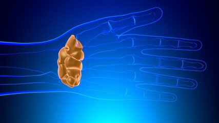 Human Skeleton Hand Wrist Carpals Bone Anatomy For Medical Concept