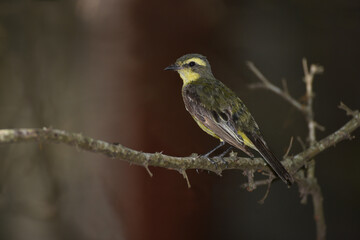 Yellow-browed tyrant (Satrapa icterophrys) perched on a branch, Ibera wetlands