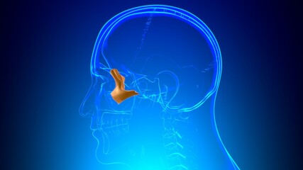 Human Skeleton Skull Zygomatic Bone Anatomy For Medical Concept