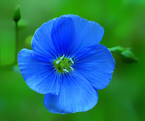 Small flower of a blue cornflower in a blurred background. Green background with one blooming blue flower.