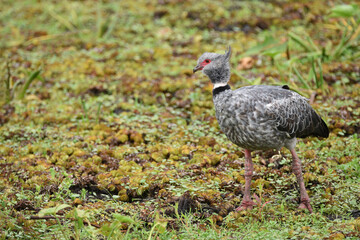 Southern screamer (Chauna torquata), Ibera wetlands, Argentina