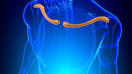 Human skeleton anatomy Clavicle Bones 3D Rendering