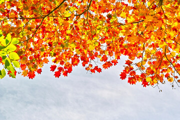 カエデの紅葉