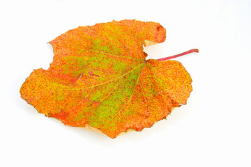 ヤマブドウの葉