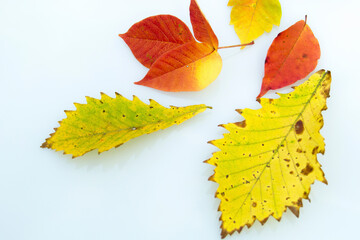 紅葉の葉
