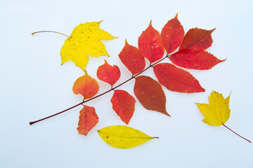 Obraz premium 紅葉の葉