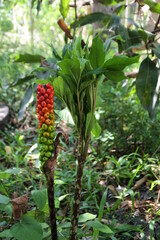Leaf and flower details of Amorphophallus muelleri
