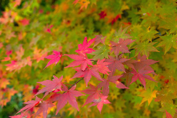 カエデの紅葉