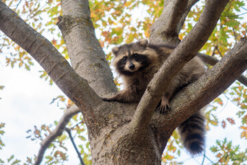 View of a wild northern american raccoon in a tree