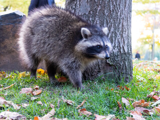 Naklejka premium View of a wild north american raccoon standing on the grass in a park