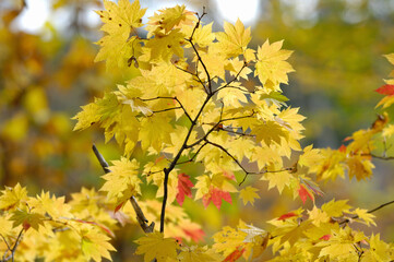 カエデの紅葉