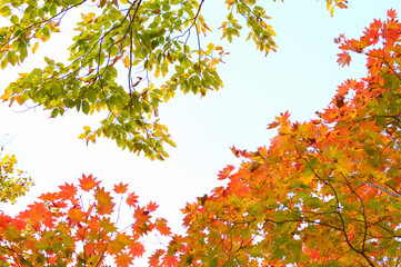 カエデの紅葉