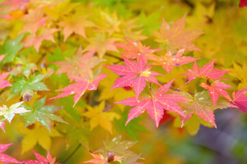 カエデの紅葉