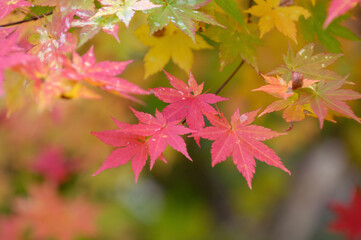 カエデの紅葉