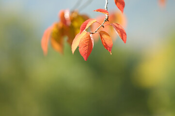 サクラの紅葉