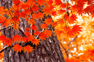 autumn red maple leaves