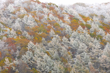 霧氷と紅葉