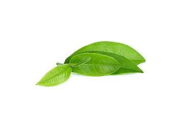 Green tea leaf isolated on white background
