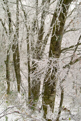 Fototapeta premium ブナの木