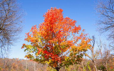 Fototapeta premium Autumn scenes under sunny day 