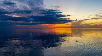 American alligator at sunset 