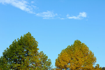 Fototapeta premium ユリの木