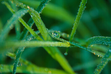 Dewdrops