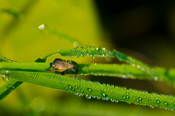 insect