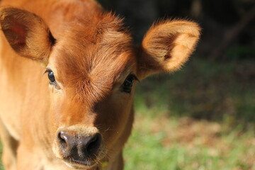 calf in the field © Luis