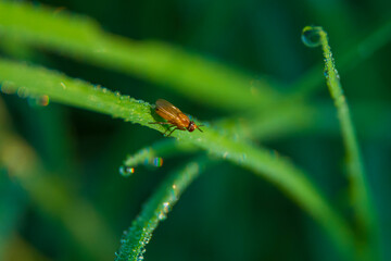 insect