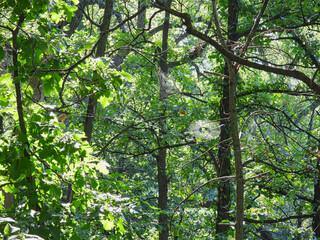 Three Spider Webs Across a Forest Landscape View in Early Morning Sunlight Waiting to Catch Insects