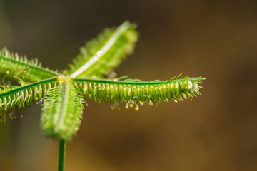 grass flower