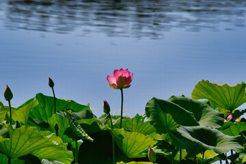 Bright Pink Water Lily with Yellow Center Among Purple Flower Blooms with Lush Green Round Leaves Surrounding
