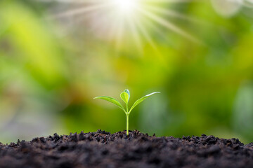 Small trees with green leaves, natural growth, and sunlight, the concept of agriculture, and sustainable plant growth.