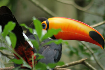 toucan on a tree