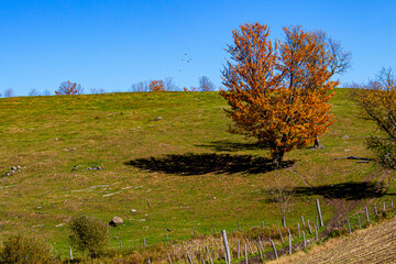 routes et paysages d'automne, tracteur et citrouilles
fall roads and sceneries, farm equipment and...