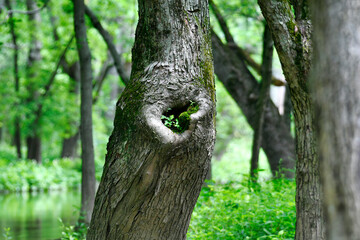 A Hole in Side of Tree Trunk Grows Moss and Tiny Green Leaves with Water, Trees and Foliage Blurred in Background
