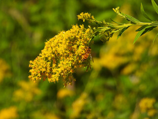 Bee Eats a Yellow Wildflower Goldenrod with a Meadow Blurred in the Background Closeup Macro of Insect
