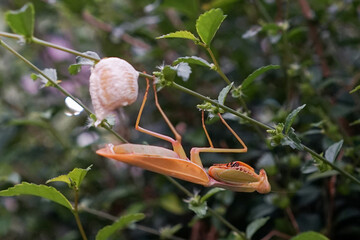 Grasshopper female laying eggs at twig or leaf
