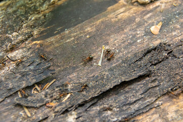 three ants are walking along a lying tree, two to the left and one to the right, selective focus