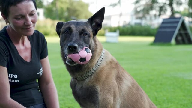 veterinarian takes care of a dog animal chiropractor treats a belgian shepherd dog