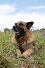 german shepherd dog