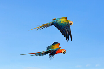 Colorful macaw parrot flying in the sky