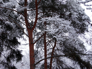 Frosty and snow-covered pine branches, selective focus