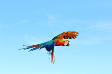 Colorful macaw parrot flying in the sky