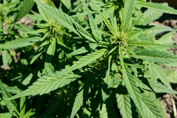 Primer plano de una planta de marihuana cannabis sativa medicinal producida en casa. mano humana
